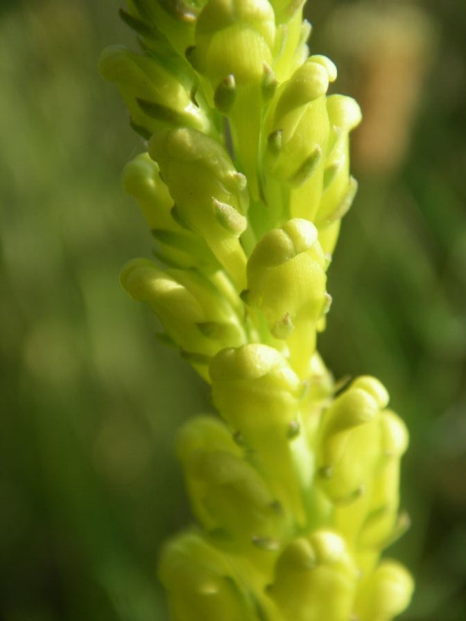 2009-05-24-011-Unknown-Yellow