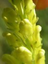 2009-05-24-012-Unknown-Yellow