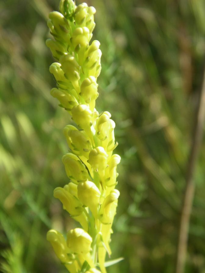 2009-05-24-014-Unknown-Yellow