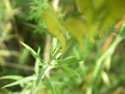 2009-05-24-015-Unknown-Yellow
