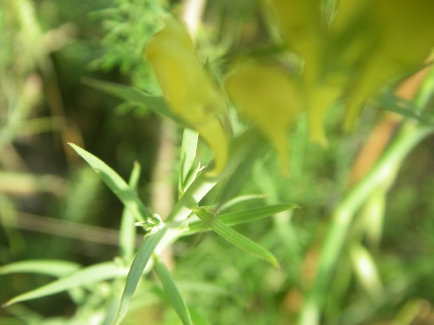 2009-05-24-015-Unknown-Yellow