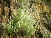 2009-05-24-016-Ladies-bedstraw
