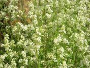 2009-05-24-017-Ladies-bedstraw