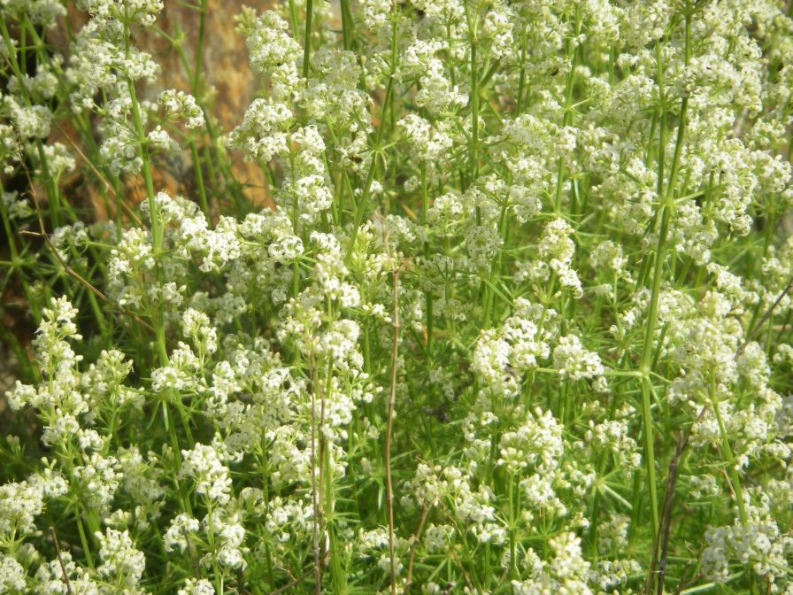 2009-05-24-017-Ladies-bedstraw