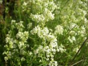 2009-05-24-018-Ladies-bedstraw
