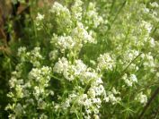 2009-05-24-019-Ladies-bedstraw