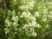 2009-05-24-020-Ladies-bedstraw