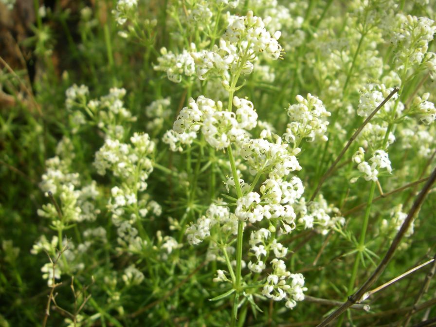 2009-05-24-020-Ladies-bedstraw