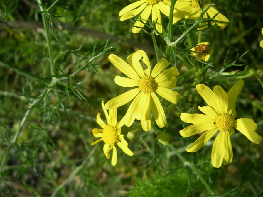 2009-05-24-022-Daisy-late-yellow