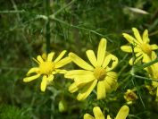 2009-05-24-023-Daisy-late-yellow