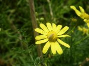 2009-05-24-024-Daisy-late-yellow