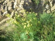 2009-05-24-025-Daisy-late-yellow