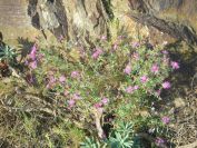 2009-05-24-026-Soft-thistle