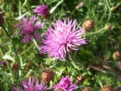 2009-05-24-027-Soft-thistle