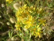 2009-05-24-028-Hypericum