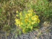2009-05-24-030-Hypericum
