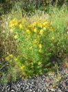 2009-05-24-031-Hypericum