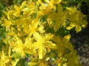 2009-05-24-032-Hypericum