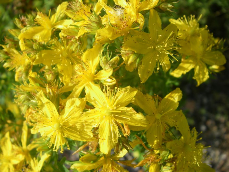 2009-05-24-032-Hypericum
