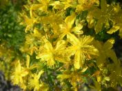 2009-05-24-033-Hypericum
