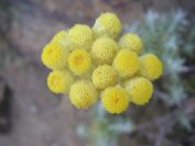 2009-05-24-036-Helichrysum-stoechas