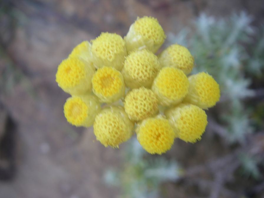 2009-05-24-036-Helichrysum-stoechas