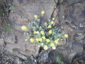 2009-05-24-037-Helichrysum-stoechas