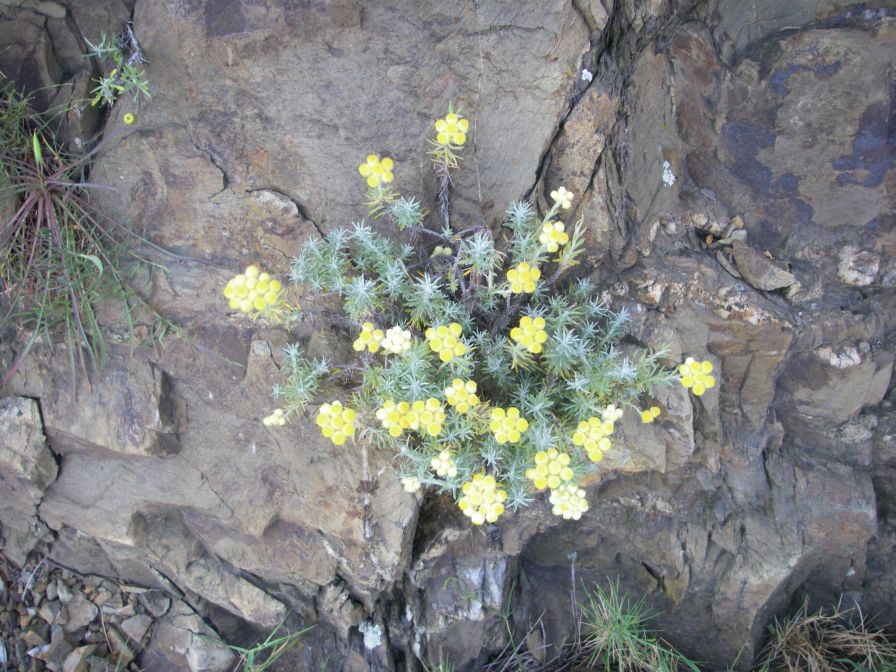 2009-05-24-037-Helichrysum-stoechas
