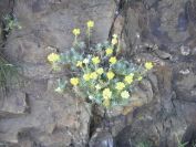 2009-05-24-038-Helichrysum-stoechas