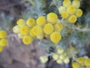 2009-05-24-039-Helichrysum-stoechas