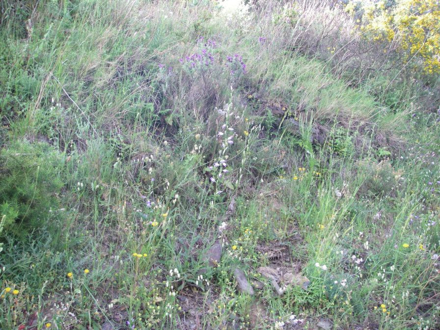 2009-05-24-040-Campanula