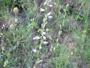 2009-05-24-041-Campanula