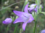 2009-05-24-042-Campanula