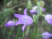 2009-05-24-043-Campanula