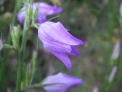 2009-05-24-044-Campanula