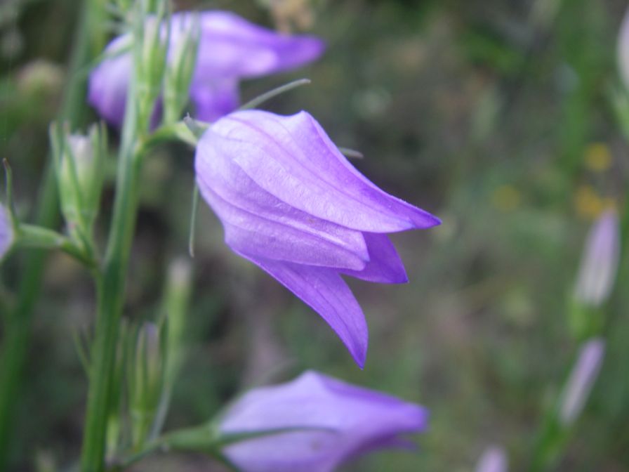 2009-05-24-044-Campanula