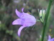 2009-05-24-045-Campanula