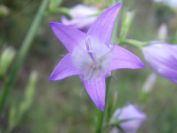 2009-05-24-046-Campanula