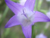 2009-05-24-047-Campanula