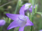 2009-05-24-048-Campanula