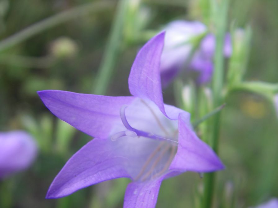 2009-05-24-048-Campanula