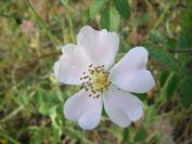 2009-05-24-049-Rose