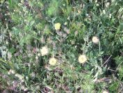 2009-05-24-052-Big-daisy