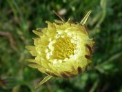 2009-05-24-053-Big-daisy