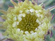 2009-05-24-054-Big-daisy