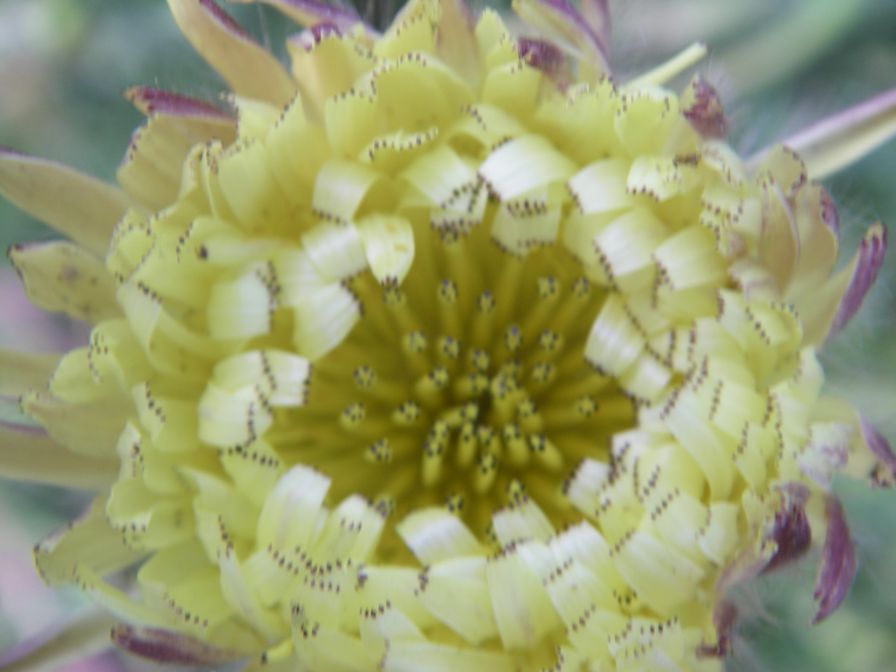 2009-05-24-054-Big-daisy
