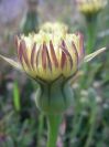 2009-05-24-055-Big-daisy