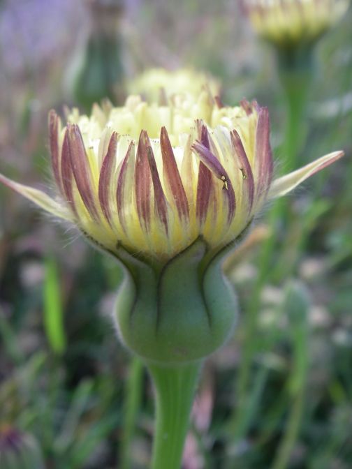 2009-05-24-055-Big-daisy