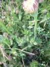 2009-05-24-056-Big-daisy