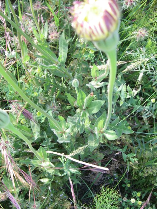 2009-05-24-056-Big-daisy
